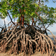 Illustration for article titled A Cthulhulian tree that could scrub greenhouse gases out of the air